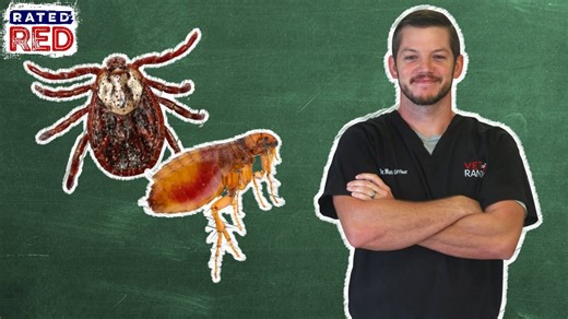 Pet 101: The Best Flea and Tick Medicines Today