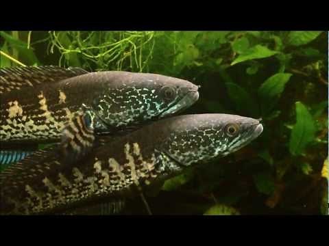 Golden cobra snakehead feeding 1080 HD