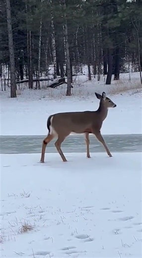 Ice almost got him #snow #deer #shorts