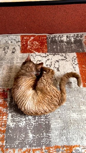 1.7K views | Devon Rex vibes only  #NobleWhiskersCattery #DevonRex #DevonRexCat #DevonRexKitten #HypoallergenicCat #CurlyCat #DevonRexUSA #CatsofCalifornia #WestCoastCats #CatsofOregon #CatsofWashington #CatsofCanada #CatteryLife #CatsofFacebook #PetLoversUSA #RareCatBreed #DevonRexLove #HypoallergenicPets | Noble Whiskers Devon Rex Cattery | Facebook