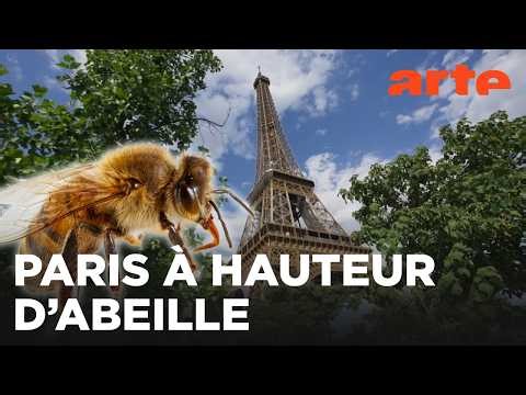 Paris, un jardin pour les abeilles | 360° Reportage | ARTE Évasion