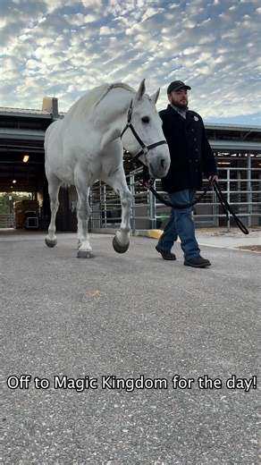 RISE AND SHINE! ☀️🐴 Listen in for the recognizable clip-clop of hooves and the gentle rustle of hay at Disney’s Tri-Circle-D Ranch. Ranch hands take care of over 100 horses including managing morning routines for each individual. ✨ | Disney's Animals, Science and Environment