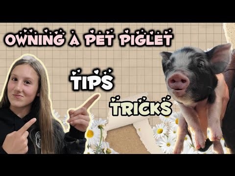 HOW TO CARE FOR A PIG?? Let's find out!