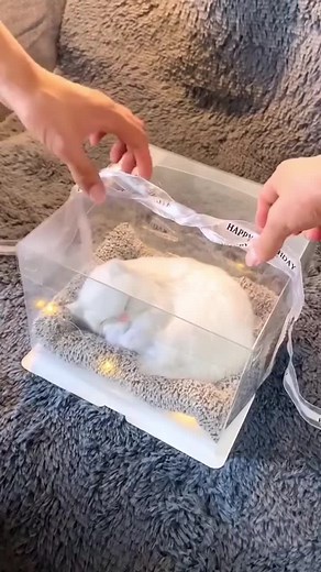 A cute and funny gift,cat #demonboxgames #unboxing #giftideas #surprise #giftbox #giftideas #giftwrapping