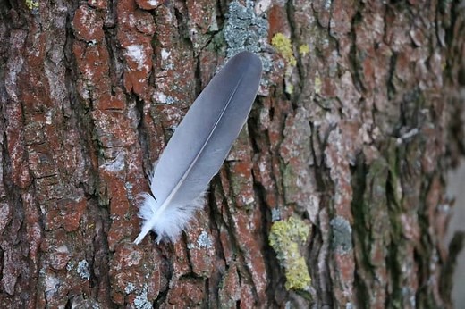 7 Grey Feather Meanings: What does a grey feather mean?
