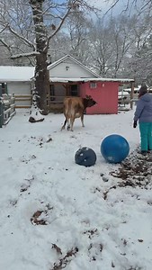 8.8K views · 673 reactions | Maisie had so much fun playing in the snow with Mallory today! She kicked up her heels, darted around, and let out her inner playful calf as Mallory tried to keep up. Watching Maisie’s joy in the snow was the perfect reminder of how much happiness these amazing animals bring to our lives! #cow #cows #jennathecalfwholived #lifewithpigs | Life With Pigs | Facebook