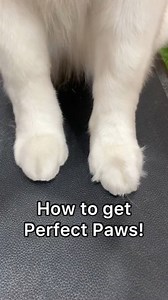 268K views · 2.1K reactions | Paws trimming tutorial by @Cat the Dog groomer. Gorgeous! #doggrooming #doggroomingtips #doggroominglife #doggroomer #dogmom #dogdad #huskylife #husky #huskygrooming | EliteTrim - Professional Pet Grooming Tools | Facebook