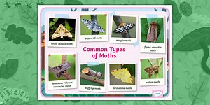 Types of Moths Display Poster