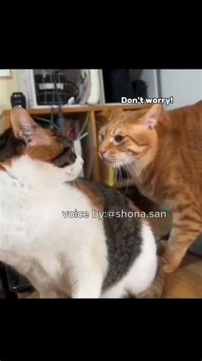 La Dracu Lona on Instagram: "@shona.san"