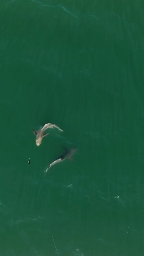 37K views · 417 reactions | Sight fishing Cobia in worlds best fishing spot! #fishing #Cobia | Landshark Outdoors | Facebook