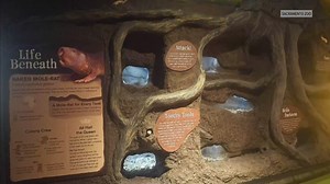 New exhibit: Sacramento Zoo welcomes first-ever naked mole-rat colony