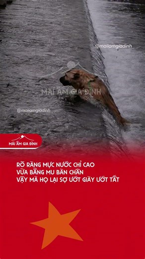 RÕ RÀNG MỰC NƯỚC CHỈ CAO VỪA BẰNG MU BÀN CHÂN, VẬY MÀ HỌ LẠI SỢ ƯỚT GIÀY ƯỚT TẤT. #tintucnews