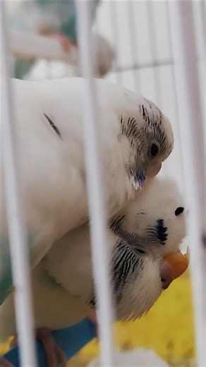 Romantic Budgie sound #birds #budgiesounds #lovebirds #shorts