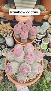 29K views · 1.8K reactions |  A favorite in my Cacti collection  : Echinocereus Rigidissimus  Rainbow Cactus  #bikolanahardinera | Bikolanahardinera | Facebook