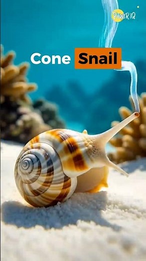 The Most Painful Sting in the World | Shocking Ocean Facts. #PawerIQ