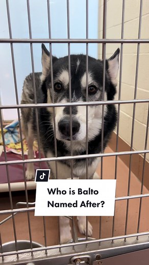 Balto: The Hero Dog Looking for a Hero - A Tale of Courage and Endurance