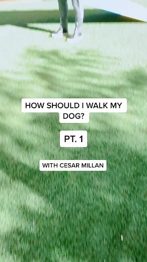 Mastering the Walk: Essential Tips to Walk Your Dog with Cesar Millan