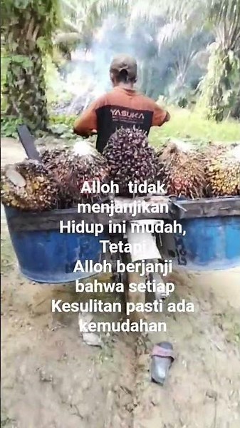 Pelangsir buah sawit orang dayak dari bengkayang kalbar#sorotan #kata bijak#lucu