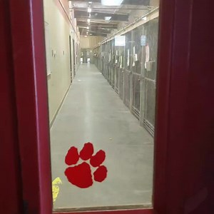 21K views · 294 reactions | We are full. We will not take any owner surrenders until we have open kennels. We need help Pinal County please please come and visit our shelter we need you! | Pinal County Animal Care and Control | Facebook