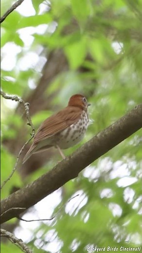 Wood Thrush singing