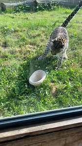 52K views · 1.7K reactions | Our new Lost Property Officer Drake SPOTTED something unusual at Leopard Heights... #HatVsCat  vs  | Yorkshire Wildlife Park | Facebook