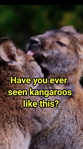 Kangaroos Hugging Each Other ❤️ This Is True Love
