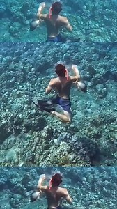 200K views · 835 reactions | Trigger Fish Attack | Glen Iwa | Facebook