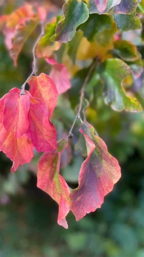 Our Persian Ironwood, Parrotia persica, was planted by Joyce Robinson in 1948, the year after she came to Denmans Garden with her family. It is a stunning tree and fascinating, with mottled bark and tiny red flowers in February - resembling witch hazel flowers which is no surprise as they are part of the same family. This year it has become still more fascinating as the leaves which first turned amazing reds, oranges, and burgundy (especially on the sunniest sides of the tree) have now all gone 