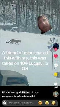 Our mountain lions back in Ohio? #ohio #wildlife #nature #mountainlions