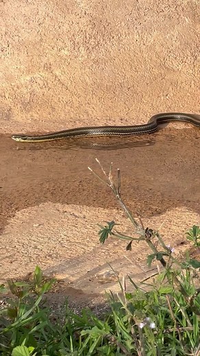 5.5K views · 7 comments | Snake in your space? No worries! Check out these repellent hacks! ✨ #snakerepeller #repellent #safegarden #avoidsnakes #factorybuysaus | Factory Buys | Facebook