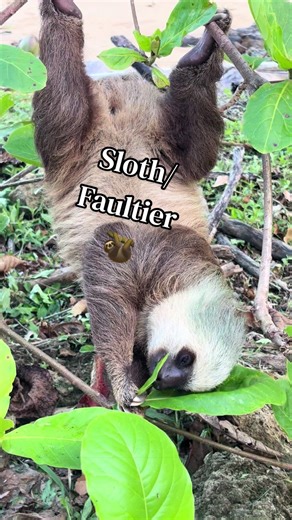 My first Sloth that I saw in my life, near the Bluff Beach! They are beautiful animals. I love them! 😻 I can’t describe, how beautiful and cute they are. It‘s indescribable. I still can't believe that I saw a sloth in real life! It was indescribably beautiful. 🌺🦥 #panama #sloth #faultier #animal #nature