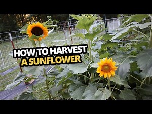 How to Harvest a sunflower and use the whole plant Root to seeds