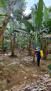 3.9K reactions · 157 shares | Lakatan banana farming #bananafarming #lakatanbanana #lakatanbananafarming #banana | Genus Pangasian | Facebook