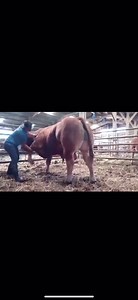 320K views · 3.1K reactions | COMMENT COUCHER UN TAUREAU DE 850 KG ? Réalisé sans trucage ! Karine Montiel Opavet, Docteur vétérinaire à Rouffiac-Tolosan (Haute Garonne-France) pratique l’ostéopathie, la phytothérapie et l’aromathérapie. Merci à elle pour cette impressionnante démonstration sur un taureau limousin de 850 kg ! | La Place du Village | Facebook