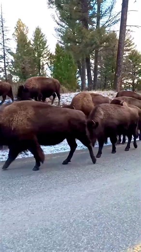 Volume up if you haven’t heard a bison bull bellow before. #bison #yellowstone