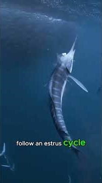 fast, sleek, and armed with razor-sharp teeth — meet the Barracuda, ocean formidable predatory fish.