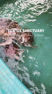Check out this reel filmed by our amazing LSA participants from Dec 2022! At the Segari Turtle Sanctuary in Lumut, Malaysia, 17 of them learned about how important these shelled friends 🐢 are to the ecosystem and got hands-on with conservation efforts. "Today was all about making a difference, one turtle at a time. We added colour to their home, filled their bellies with yummy food, and showered them with love. Every action counts and it was an honour to be a part of this amazing conservation e