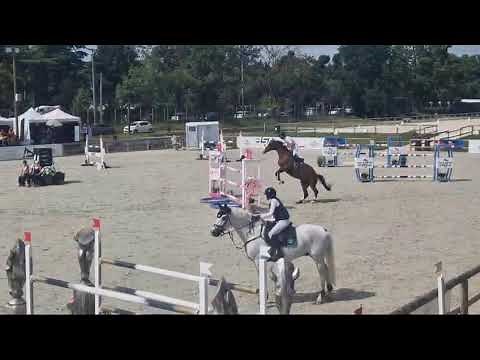 Cheval à vendre - Cheval pour sauter 125/130cm - Vidéo 2 - equirodi.com
