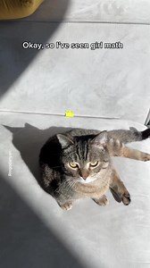 3.1M views · 96K reactions | So here we have the cat math❤️ #cats #catsofinstagram #catmath #catlover #catlife #instacat#냥스타그램 #にゃんすたぐらむ | Ringodanyan | Facebook