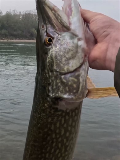 Pike Fishing Adventures in Slovenia and Croatia
