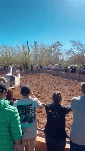 Stunning Arabian Horse Videos: Majestic Beauty in Dazzling Colors!