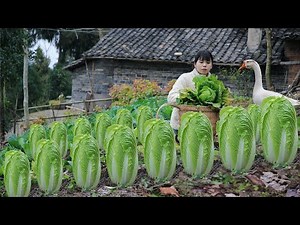 Big and sweet Chinese cabbage , cook it into traditional Chinese food把又大又甜的白菜，做成中国传统美食丨Lizhangliu