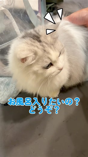 I pushed the cat peeking into the shower... #cat #catvideo #kitten #munchkinfold #catlife #minuet...