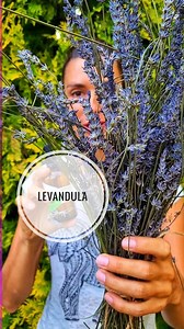 26K views · 2.1K reactions | Ako odložiť levanduľu? Napr.aj takýto voňavý olej je skvelý spôsob ❤️ Pre viac tipov čo z bylinkami a hlavne s akými sa dozvieš v novom letnom workshope  https://divokastrava.sk/letny-online-workshop-cs/ #leto #levandula #levandule #vona #bylinky #oleje #vonneoleje #dottera #bewit #esencia | Divoká strava | Facebook