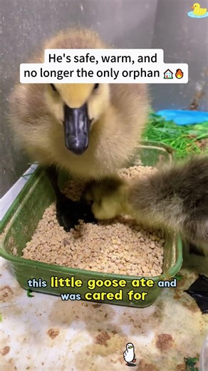 This "duckling" stopped her car to tell her he was HER! 🚗🐣#rescue #lovestory #duck #pets #family