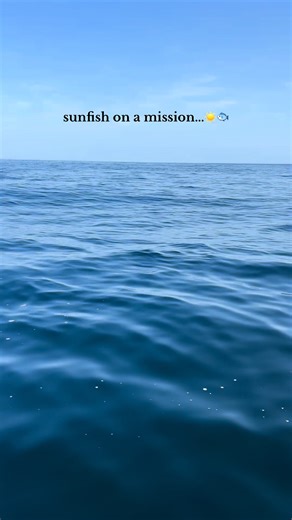 6.1K views · 50 reactions | Fish on a mish☀️﫡 #padstowsealifesafaris #padstowcornwall #sunfish #molamola | Padstow Sealife Safaris | Facebook