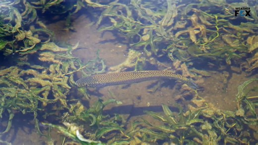 Why Do Fish Fall from the Sky During Rainstorms?🐟🌧️