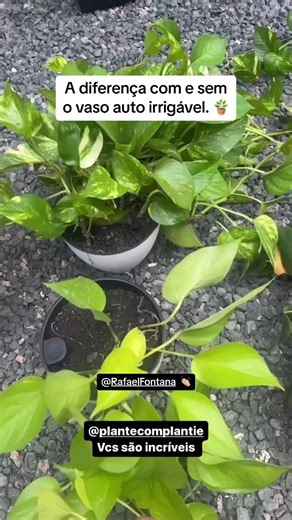 Vasos Auto Irrigáveis: Praticidade e Cuidado com Plantas