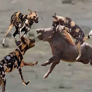 111K views · 1.3K reactions | OMG! Wild Dog Attack Warthog, Warthog fights against Wild Dog but failed | HairStyle Trick | Facebook