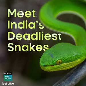 India is known as the land of snake charmers. What are feared as one of the deadliest animals around the globe, are worshipped in India - the only country where snakes are welcomed into homes, fed like guests and revered as Gods. However, what’s a lesser known fact is that India has the highest mortality rate owing to snakebites, in the world - 50,000 deaths a year! Delve into the evolutionary past to explain our primordial fear of snakes on Sony BBC Earth's 'India's Deadliest Snakes'. Premieres